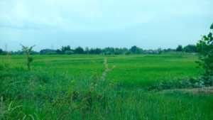 A grassy field with trees in the distance