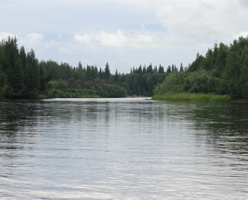 green trees beside body of water during daytime